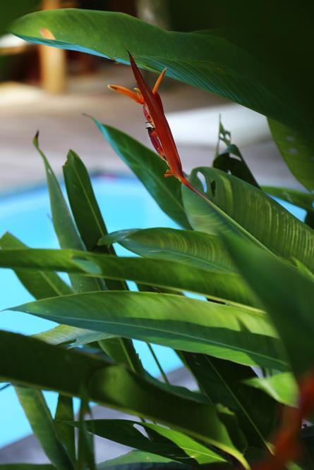 Villa Vermelha - Altos De Trancoso Esterno foto